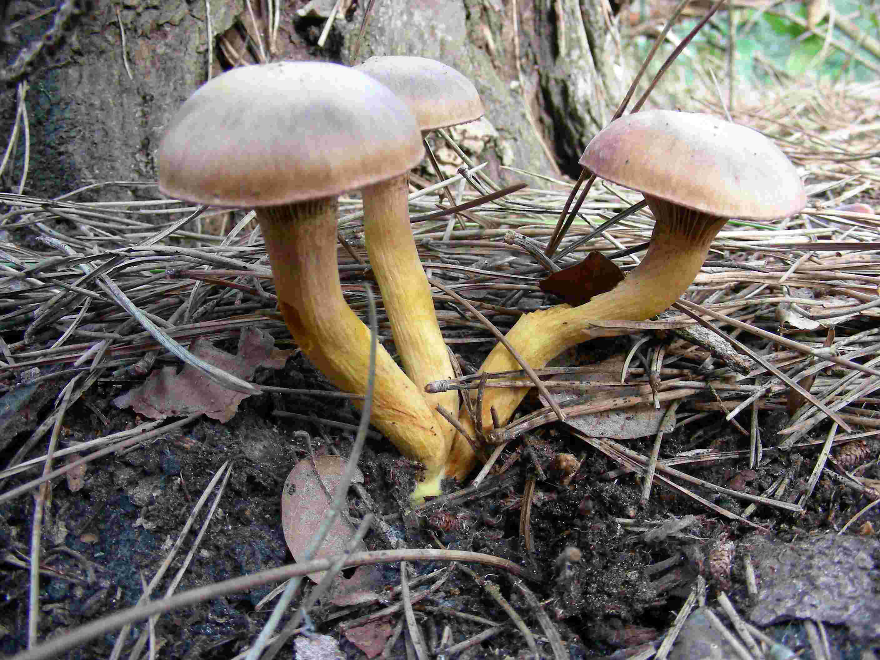 1846 Dicembre vecchio ritrovamento